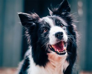 A Helpful Guide For Moving Your Pet To Hawaii