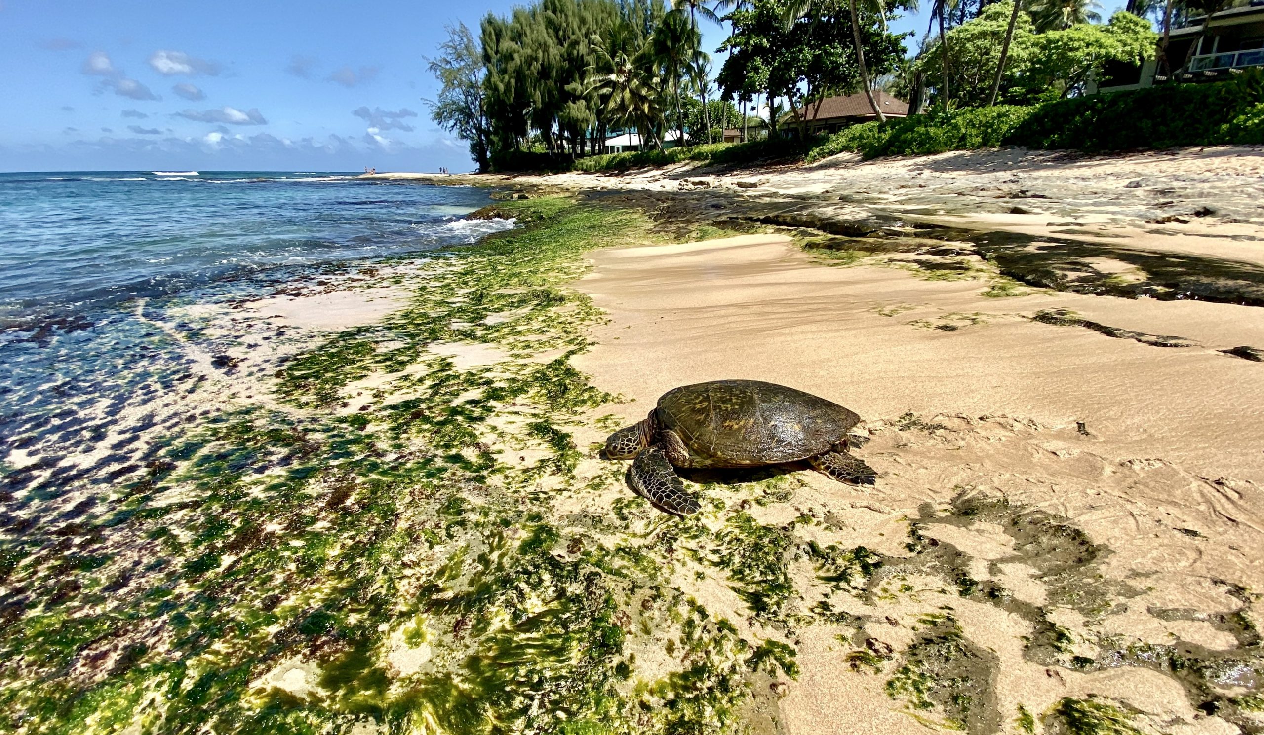 Beautiful Hawaii Beach with a turtle