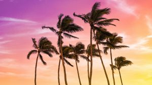 Marine Corps Base Hawaiʻi (MCBH) Kaneohe Bay with palm trees